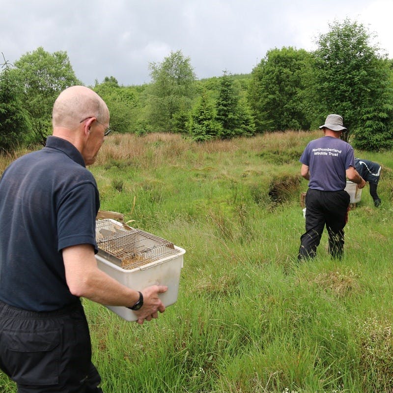 Northumberland Wildlife Trust volunteers taking water voles to release credit Katy Barke 