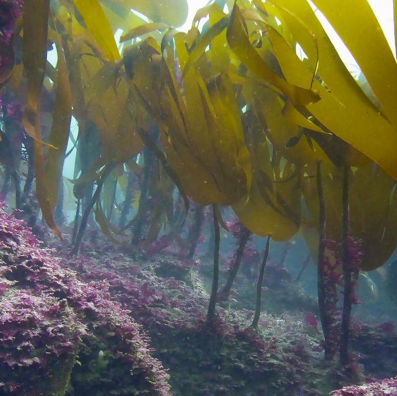 An underwater kelp forest, a species which sequesters carbon naturally.