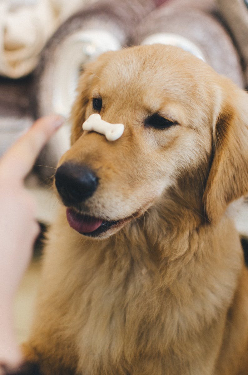 A golden retriever with a biscuit balanced on its nose