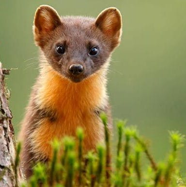 A close up image of a pine marten, just one of many creatures to benefit from rewilding in Ireland. 