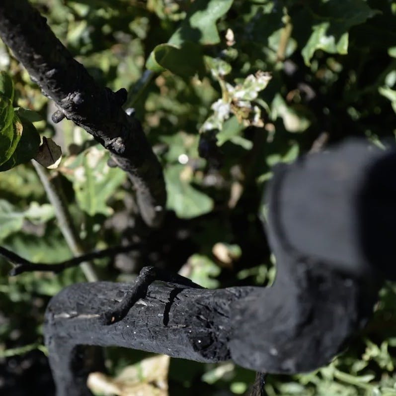 An oak tree recovers with lush leaves after a controlled fire.