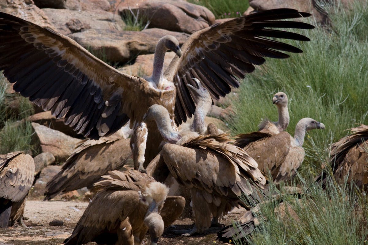 A committee of Griffon vultures feeding.