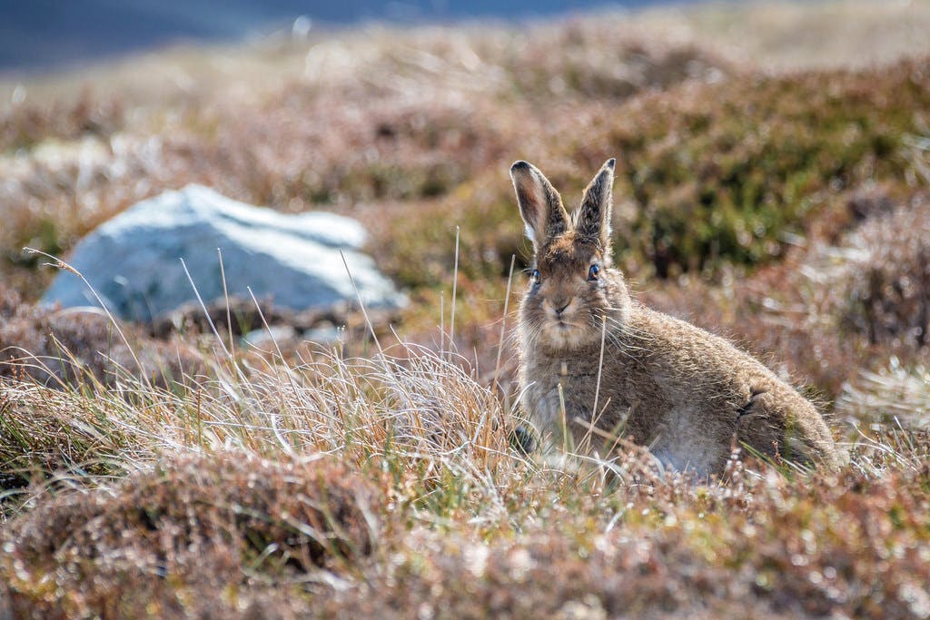 A Mountain hare in its summer coat at the Scottish highlands.
