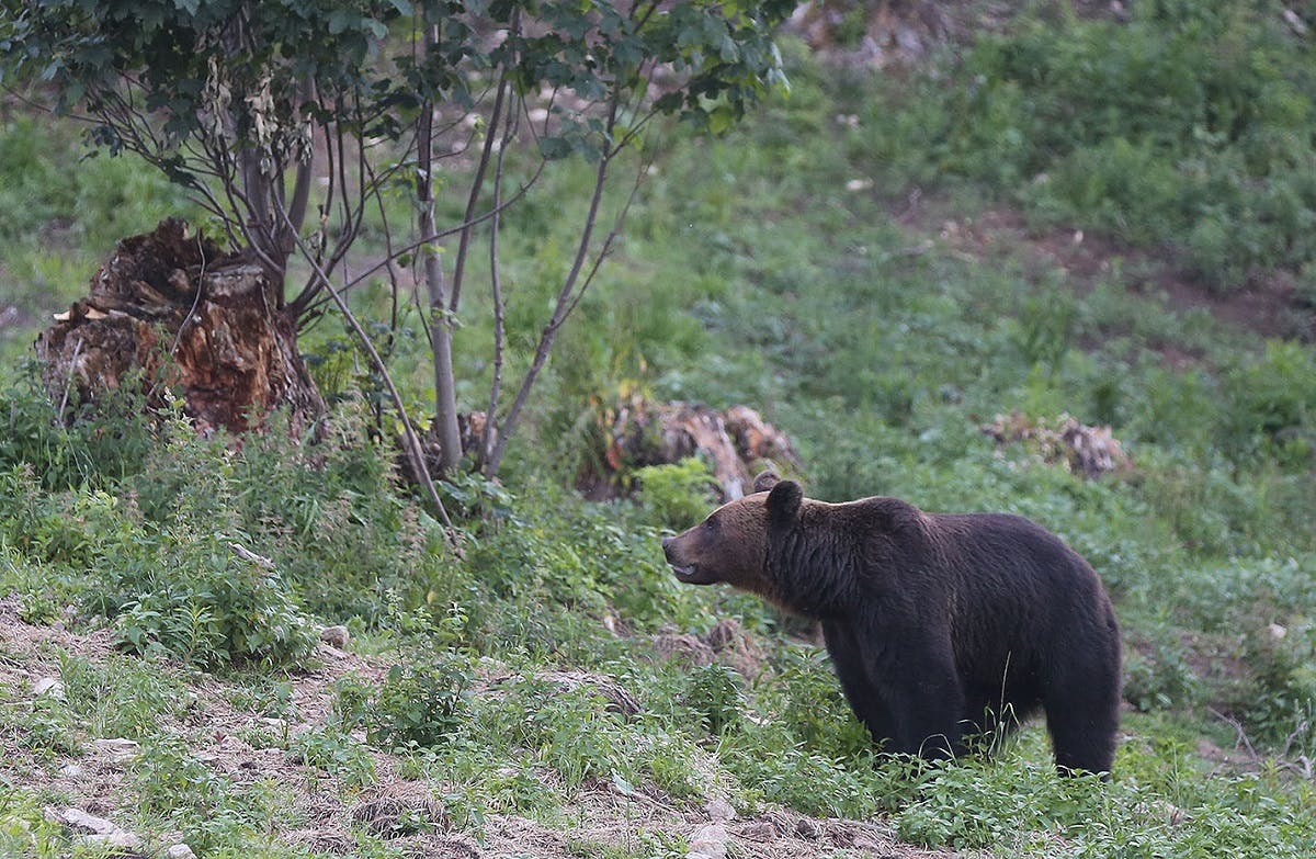 A Romanian brown bear in a woodland.