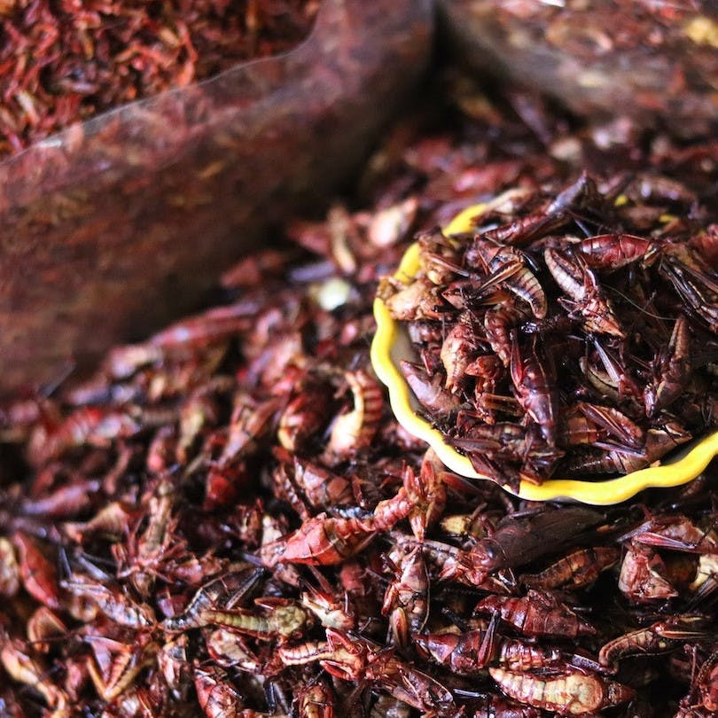 A pile of edible insects and bugs on sale at an insect market.