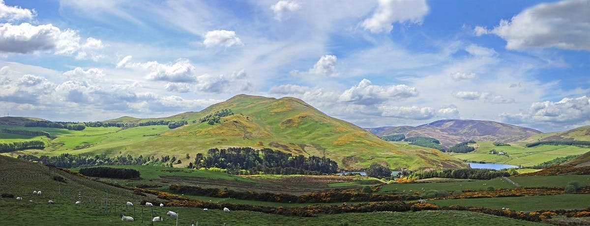 Scottish countryside with sheep grazing in the foreground.