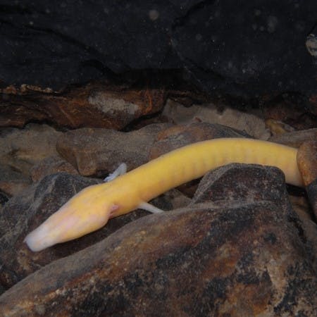 A cave-dwelling troglobite