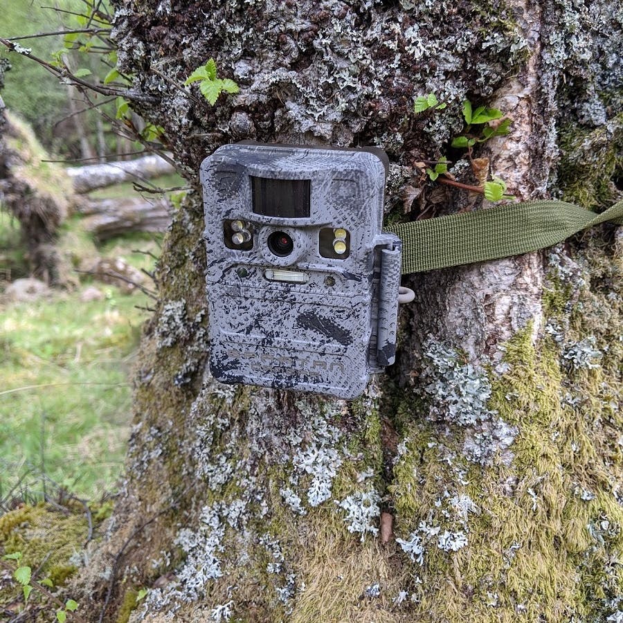 A camera trap strapped to a tree at Alladale Wilderness Reserve in the Scottish Highlands as part of a project to monitor wildlife.