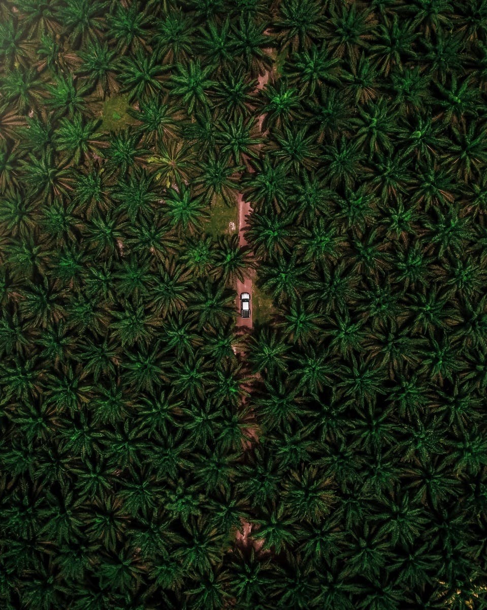 A palm oil plantation in Asia.