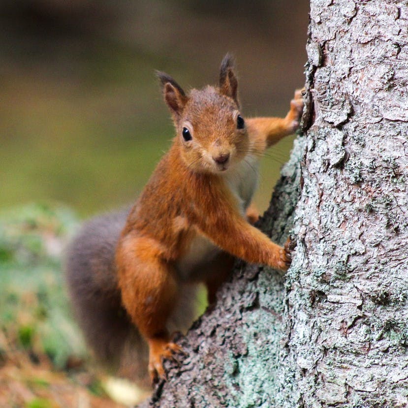 A red squirrel on a tree in Scotland. Rewilding in Scotland has facilitated the return of the red squirrel