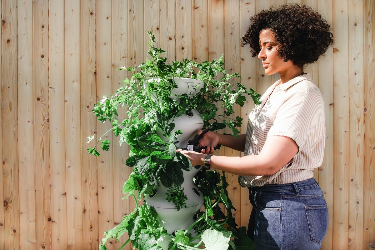 An urban gardener pruning a plant in front of a wooden wall.