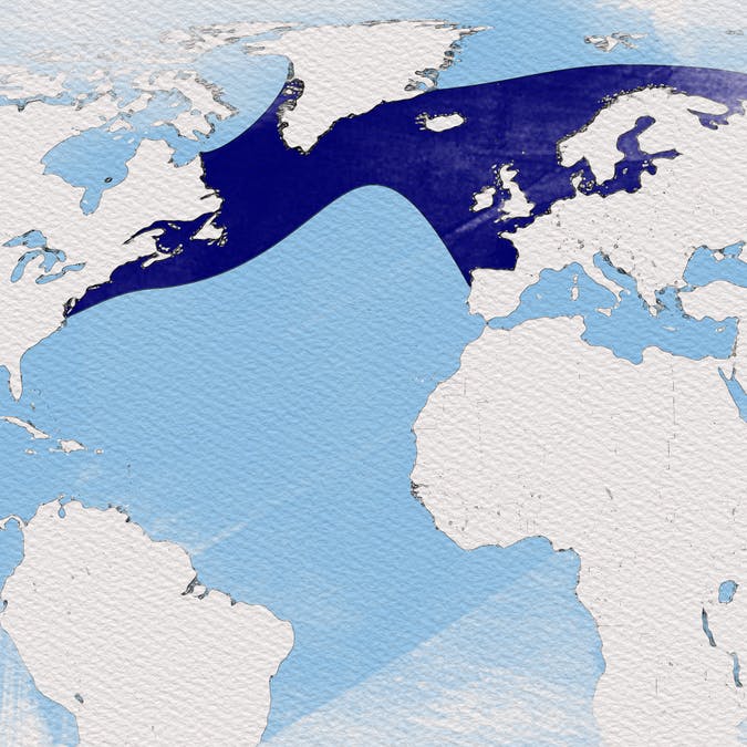 A map of migratory routes the Atlantic salmon take in the north Atlantic ocean.