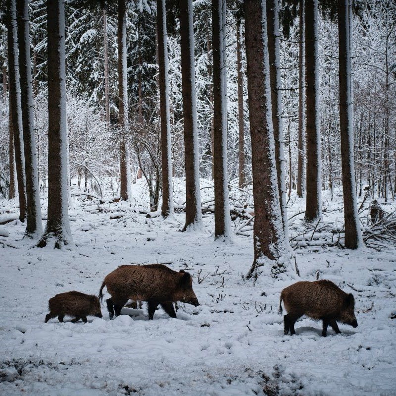 A family of wild boar trudge through a snowy forest.