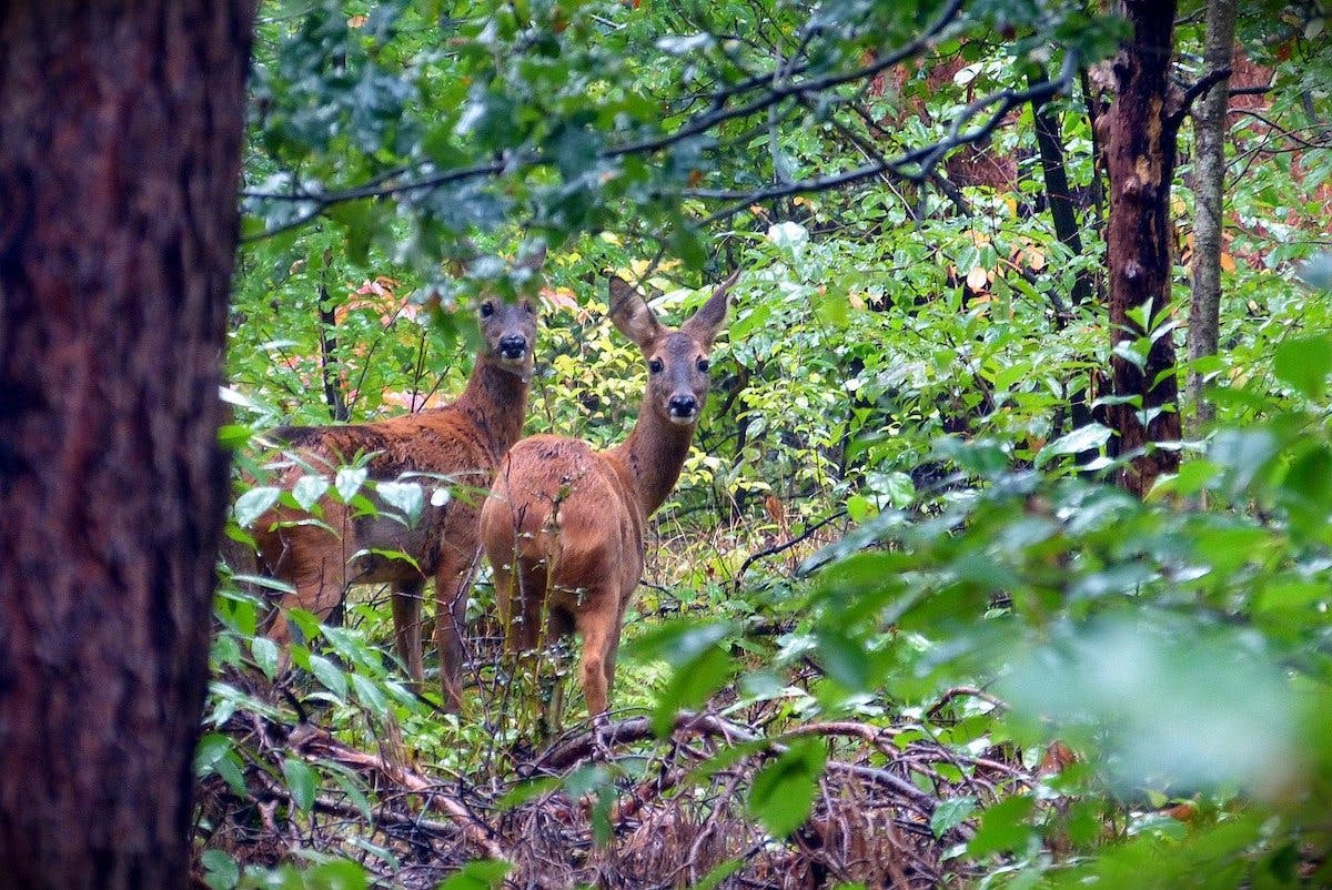 Two roe deer standing in a lush green woodland. This would be an ideal prey for a lynx in Britain, which in turn would help re-balance deer populations.