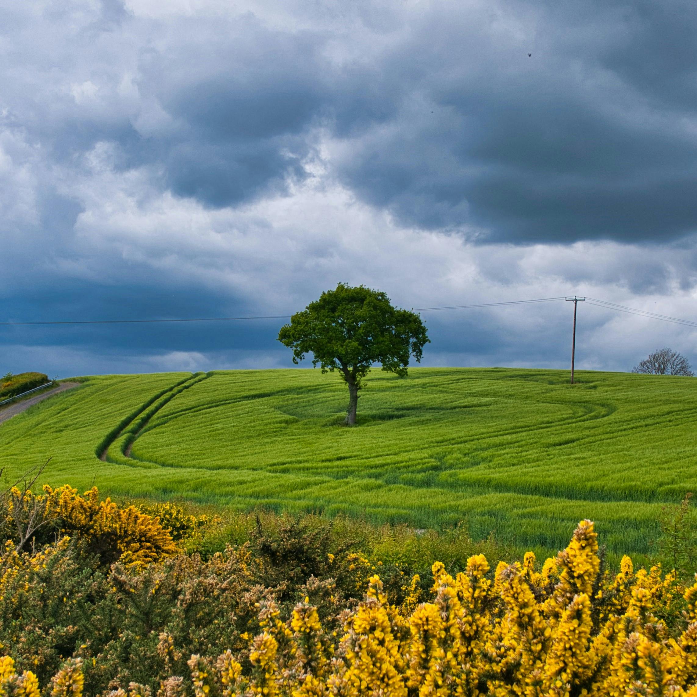 A tree stands alone in the UK countryside.  Due to centuries of Deforestation the UK's tree cover stands at just 13%