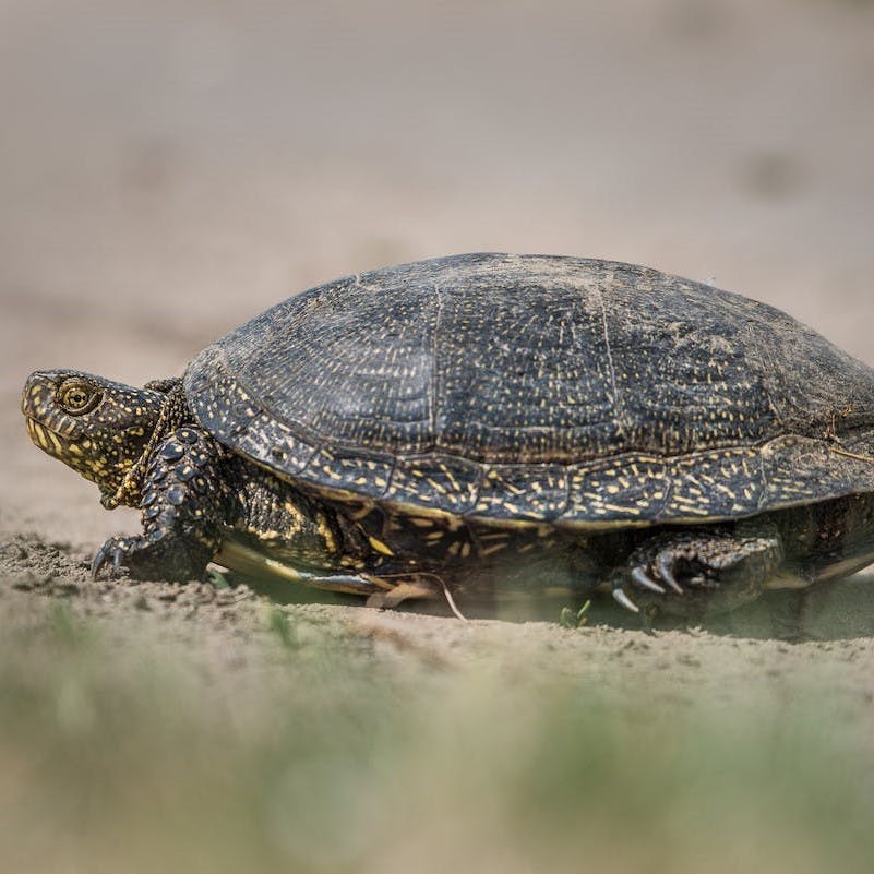 A European pond turtle walks along sandy soil looking for a place to lay its eggs.