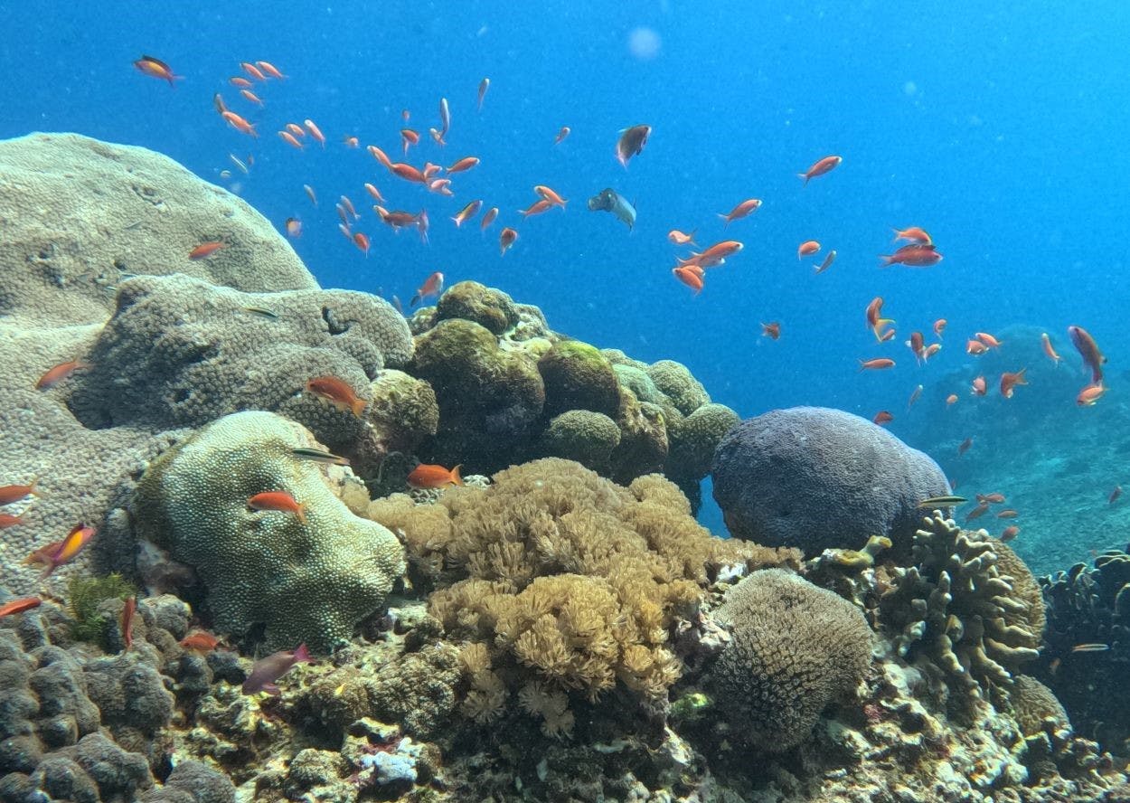 a coral reef teeming with fish