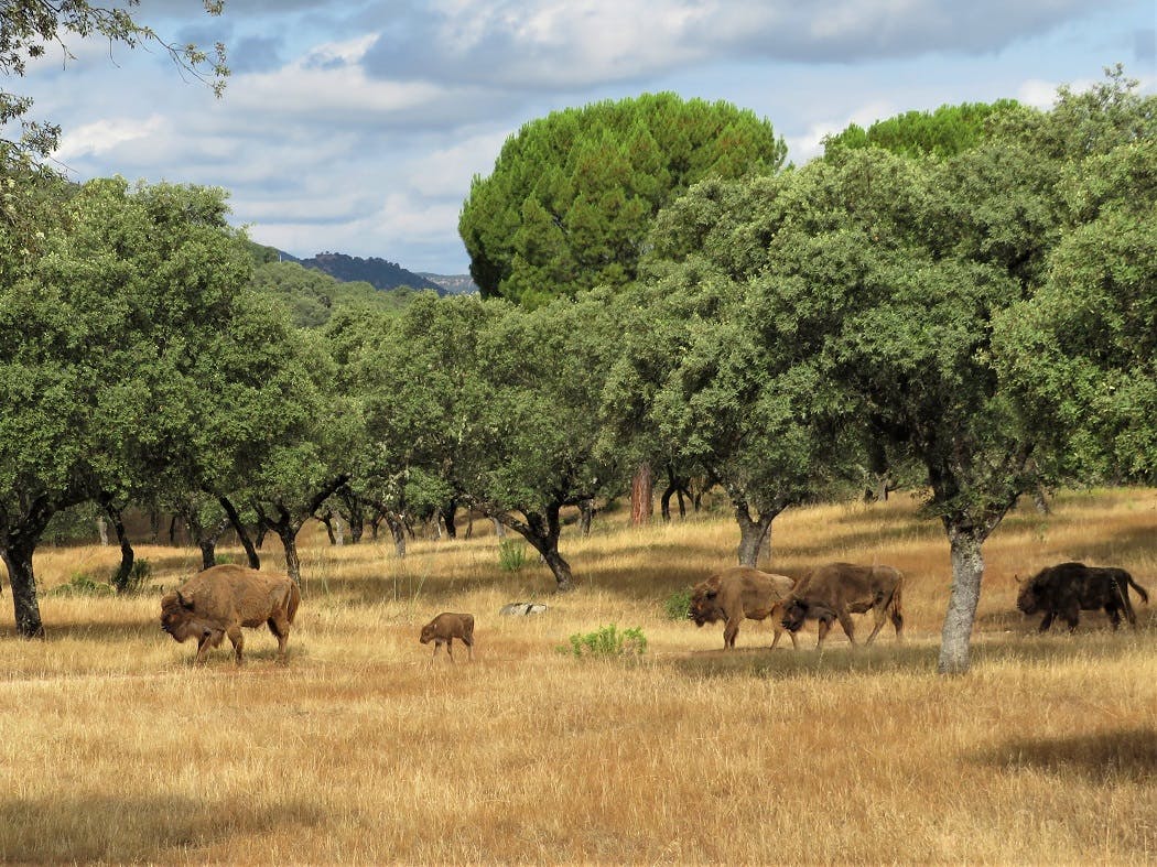 European bison including calf following mum.