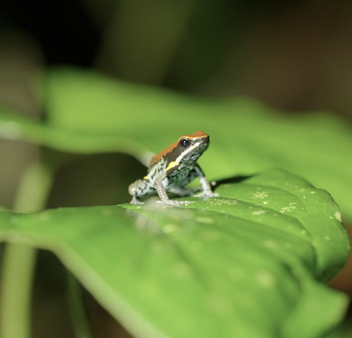 The Ecuador poison frog perched on a leaf in the Amazon jungle