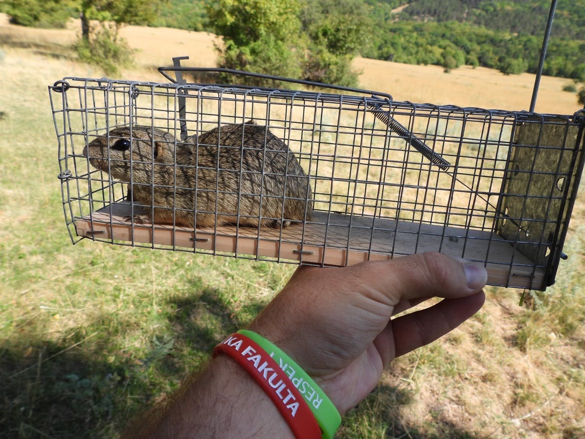 a ground squirrel in a purpose-built cage to be transported as part of a translocation