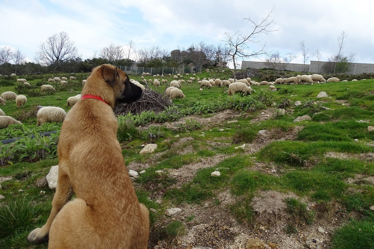 Vigilant livestock guarding dog among his sheep flock, to prevent wolf attacks, in the project area south of the Douro river in Portugal