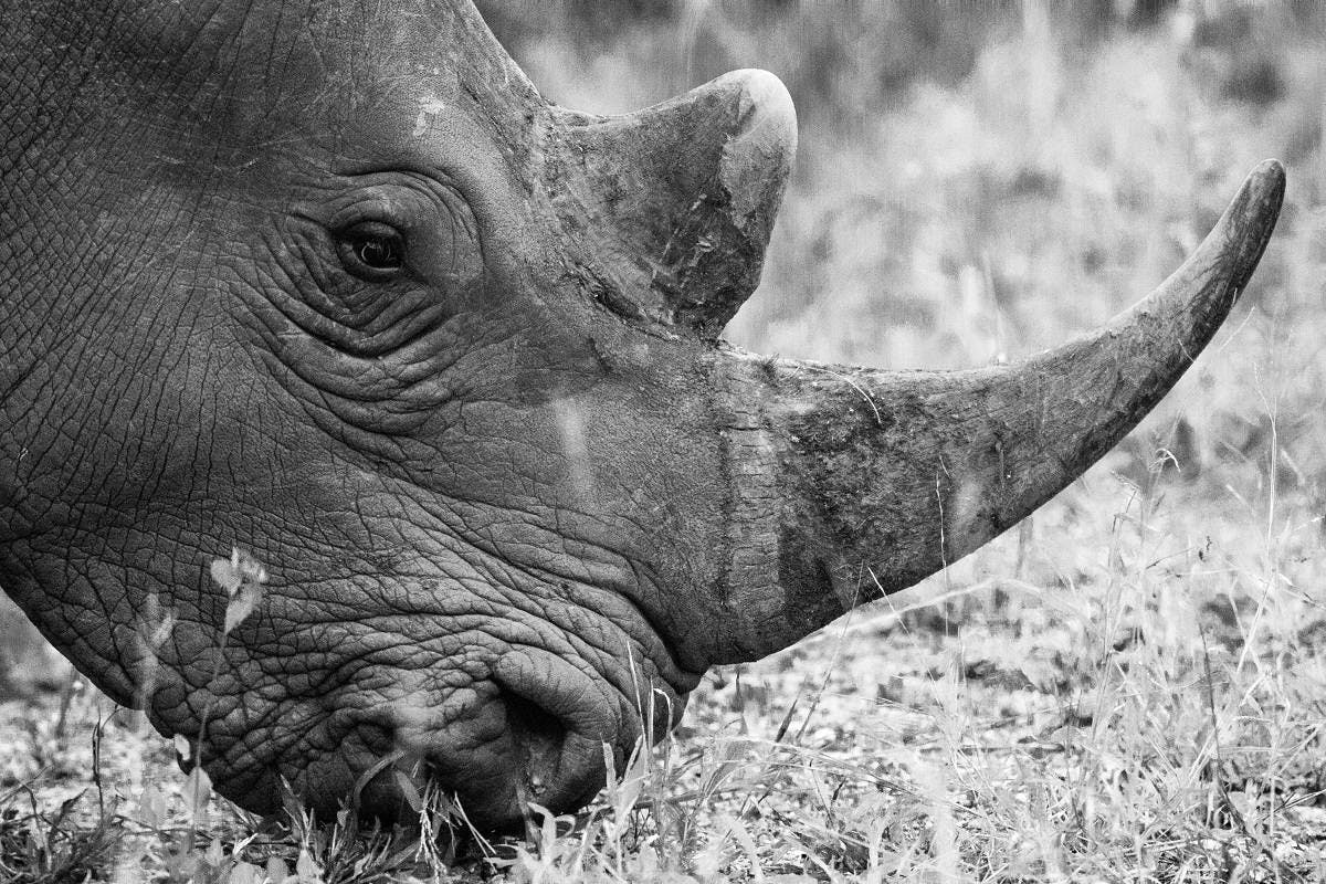A black and white image of rhinos grazing. Rewilding is at the forefront of preventing the extinction of keystone species such as the rhino.