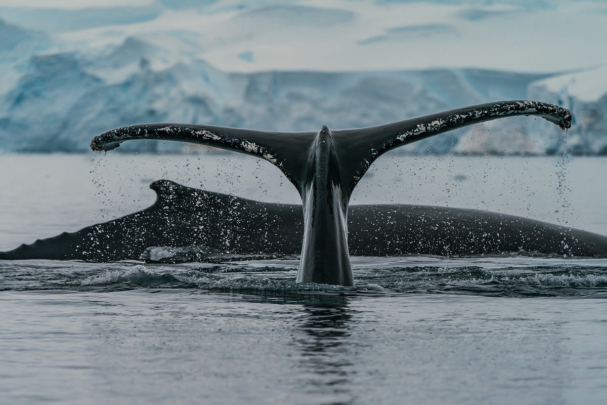 Two whales breaching the surface of the ocean. Similarly, an absence of marine predators, specifically whales could lead to increased greenhouse gases.