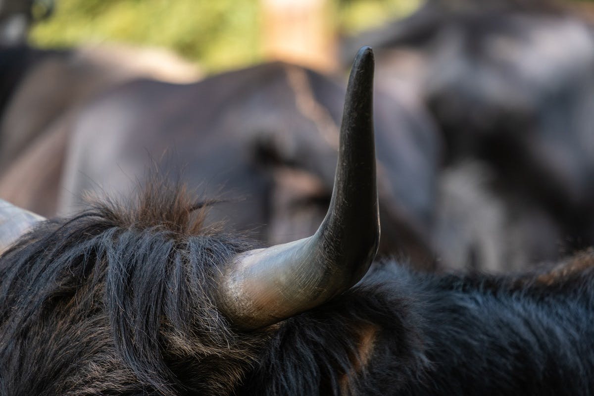 A close up picture of a herd of long horn cattle, an ancestor of the Auroch
