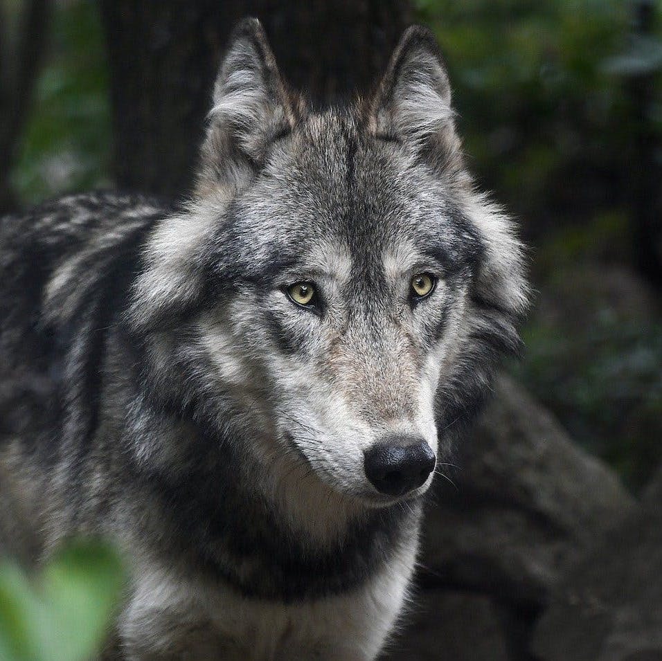 A grey wolf standing in a dark forest. People are living alongside both wolves and lynx on mainland Europe. Will we see the return of large carnivores to the UK?