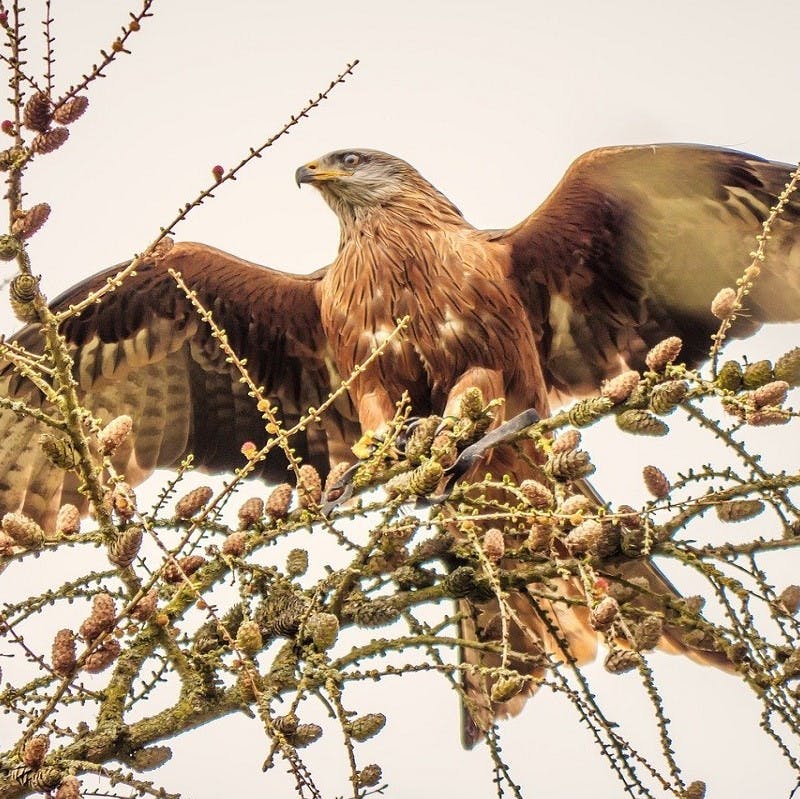 A red tailed kite perches on a branch with its wings spread.