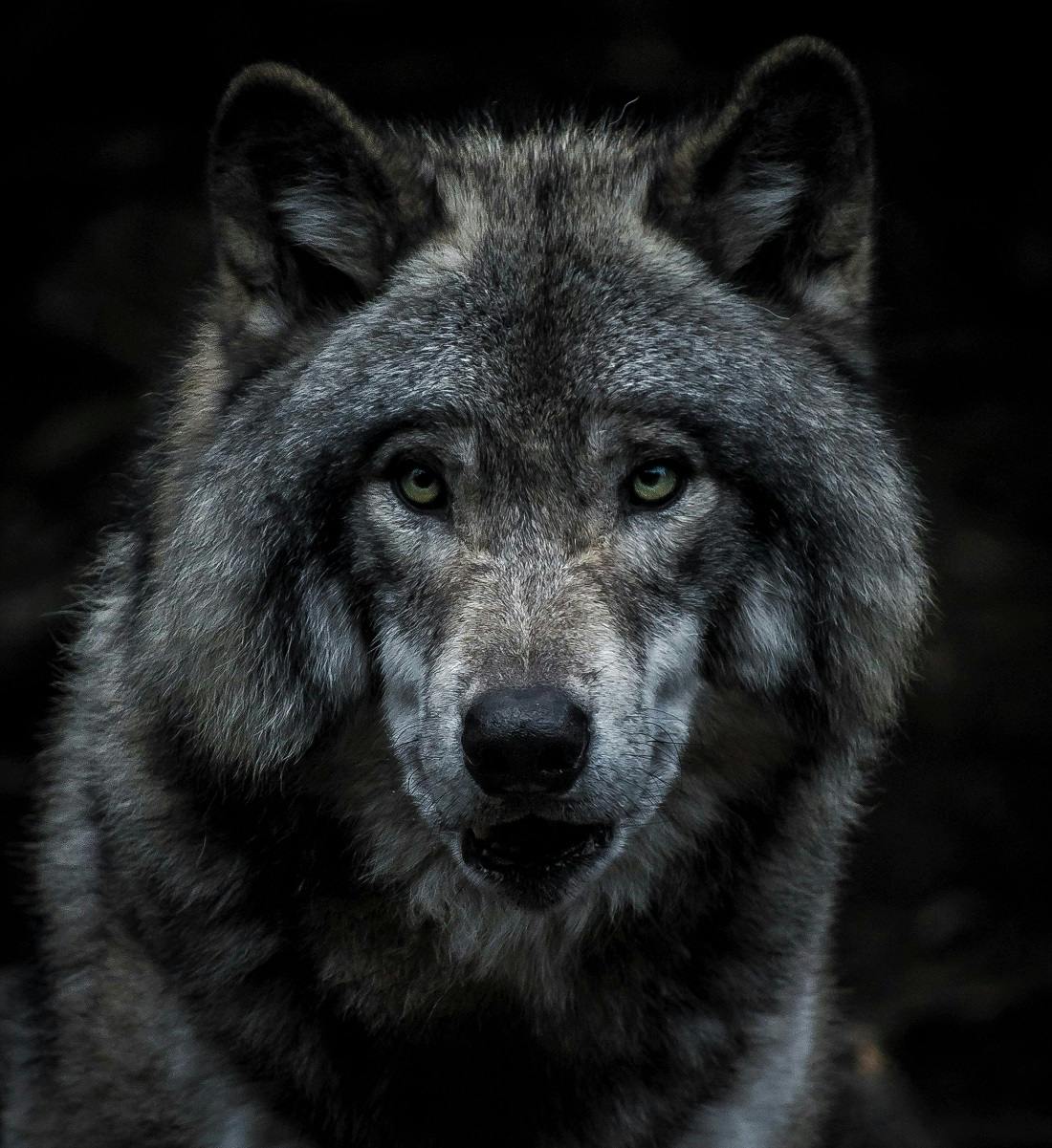 A portrait of a wolf. Wolves are keystone species who affect their whole ecosystem positively.