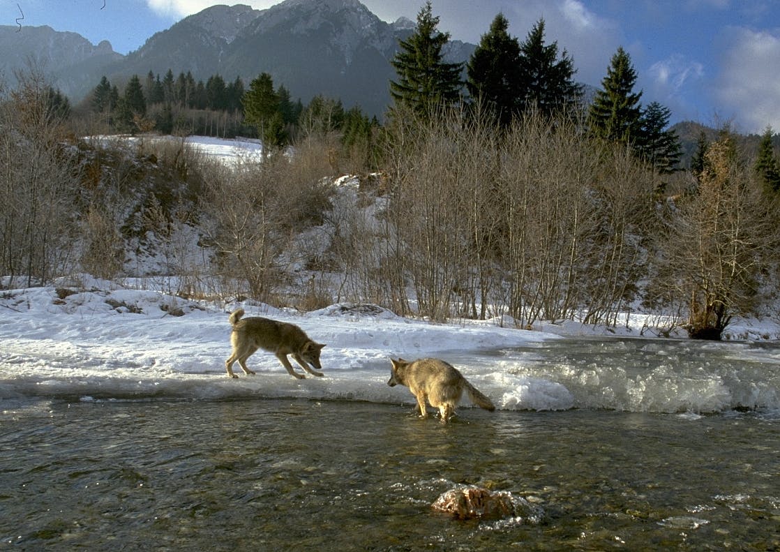 Wolves crossing a river in the Southern Carpathians during winter.
