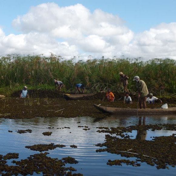 The team working at the edge of the lake to remove plants on a bright sunny day with green reeds in the background 