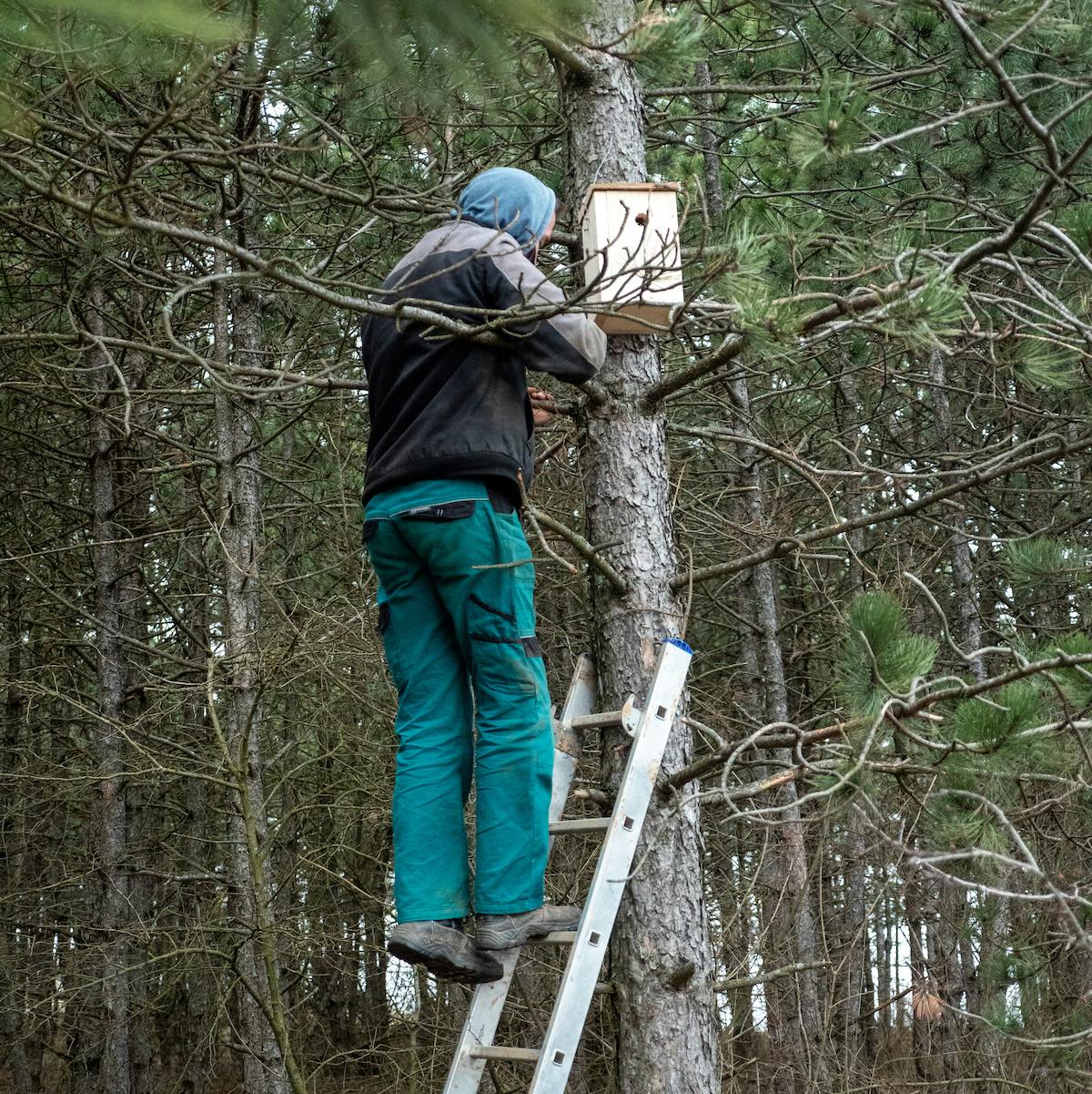 A man stands on a ladder against a pine tree installing a brown nest box