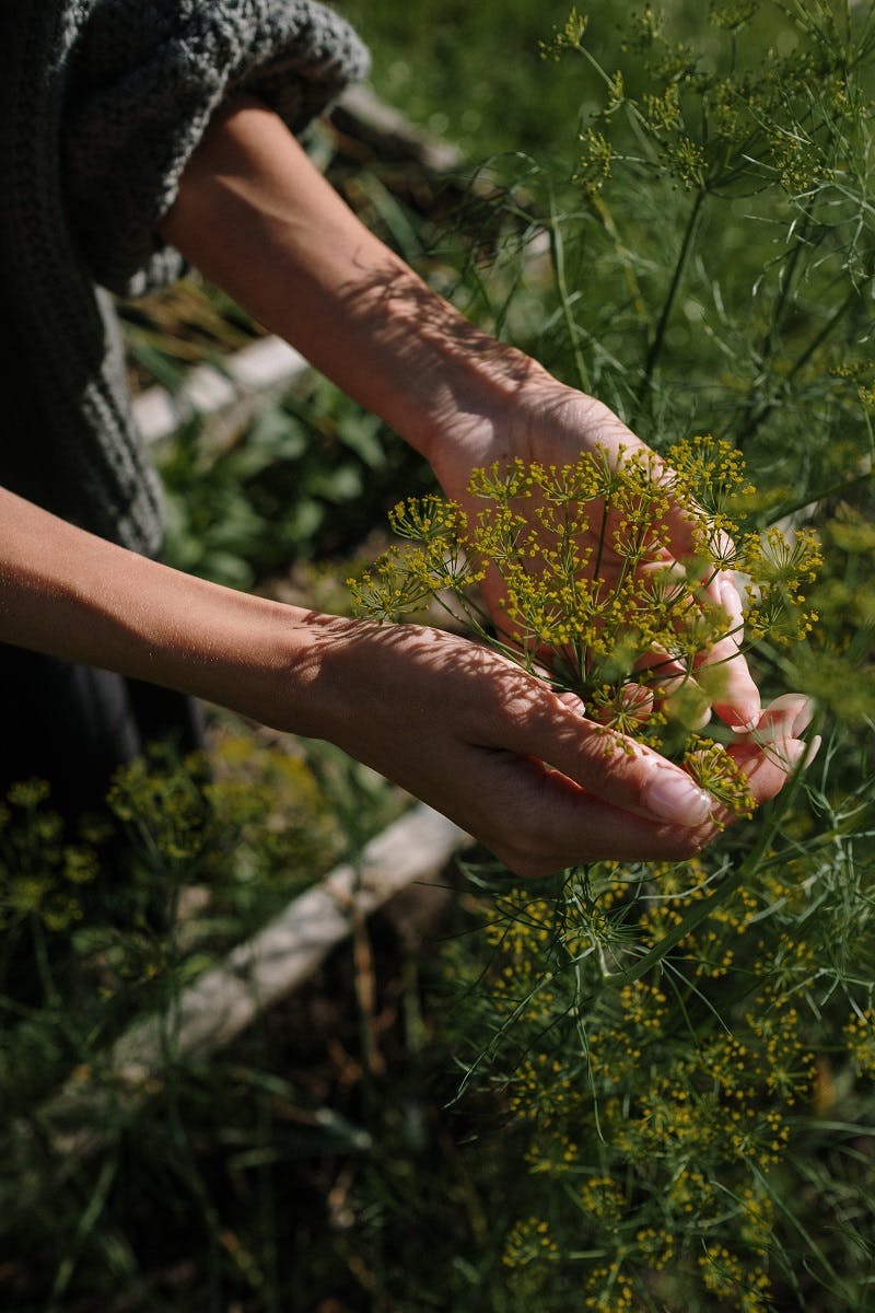 A woman's hands cups some wild flowers on a wild lawn.