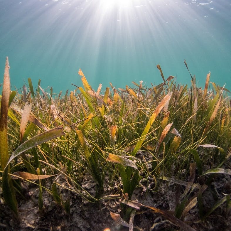A seagrass meadow, an ecosystem that marine rewilding projects restore.