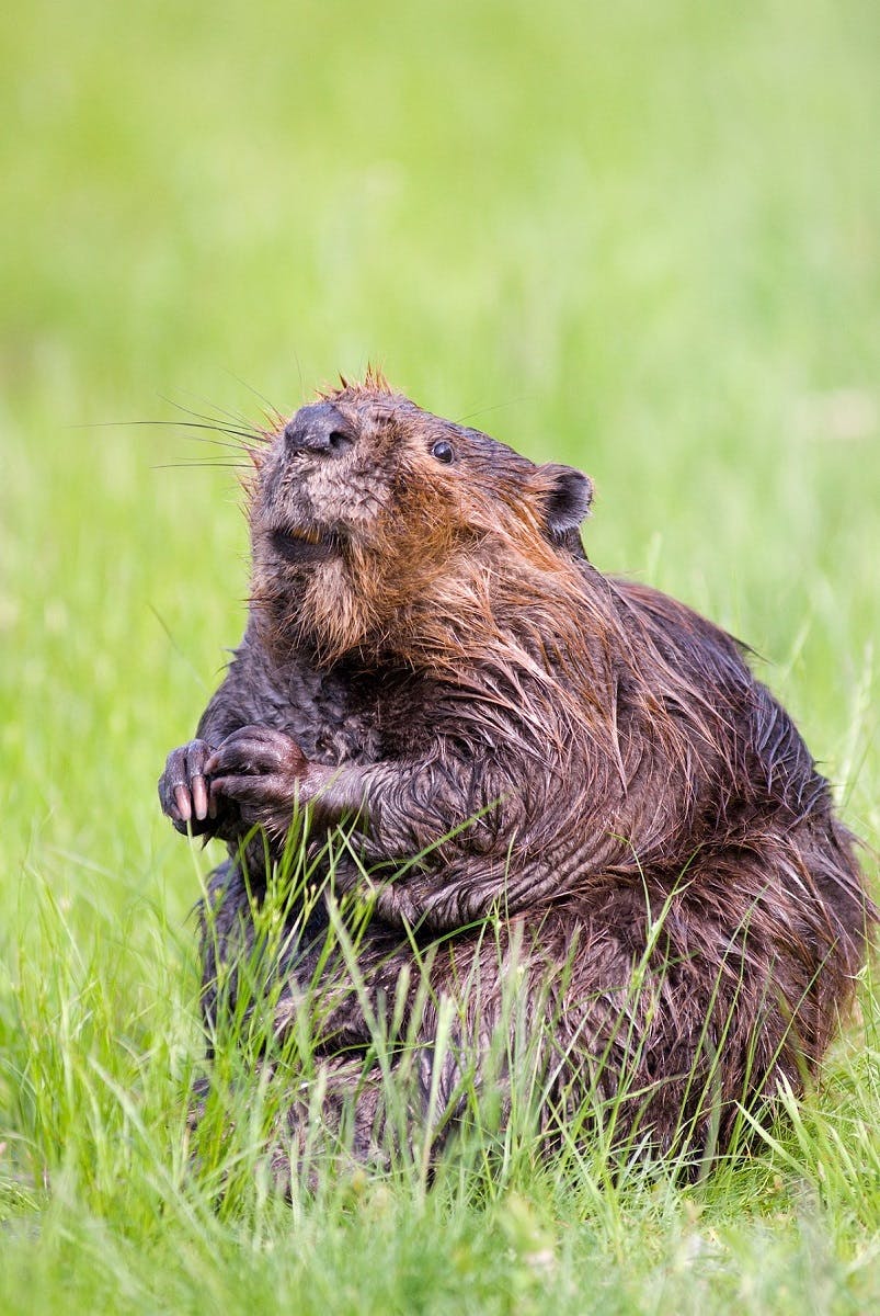 a beaver on grasslands