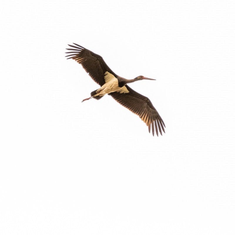 Black Stork