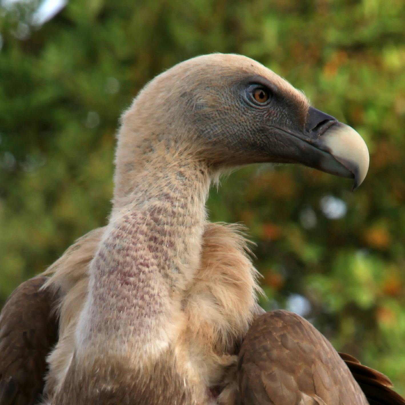 A beautiful  portrait image of a Griffon vulture. We have gps tagged 6 griffon vultures as part of our vulture conservation project. 