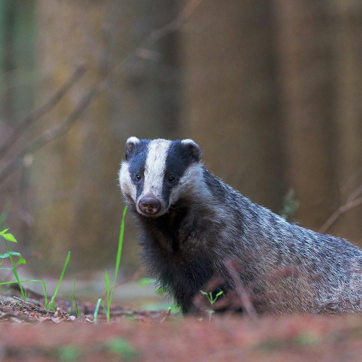 A European badger in an irish woodland. The most misconceived and persecuted member of wildlife in Ireland.