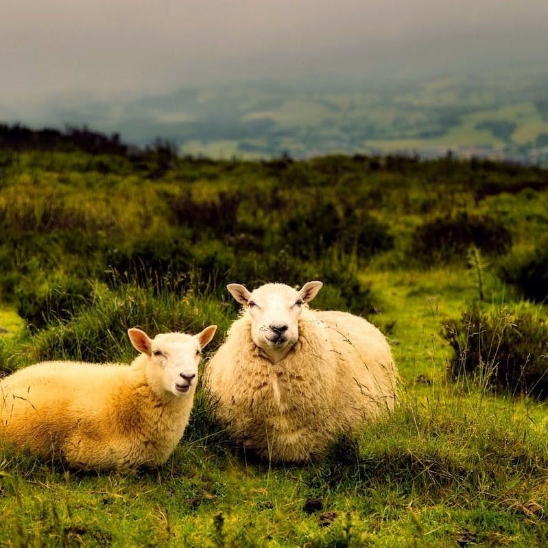 Two sheep lying down in a green field. Critics argue lynx in Britain would pose a threat to livestock.