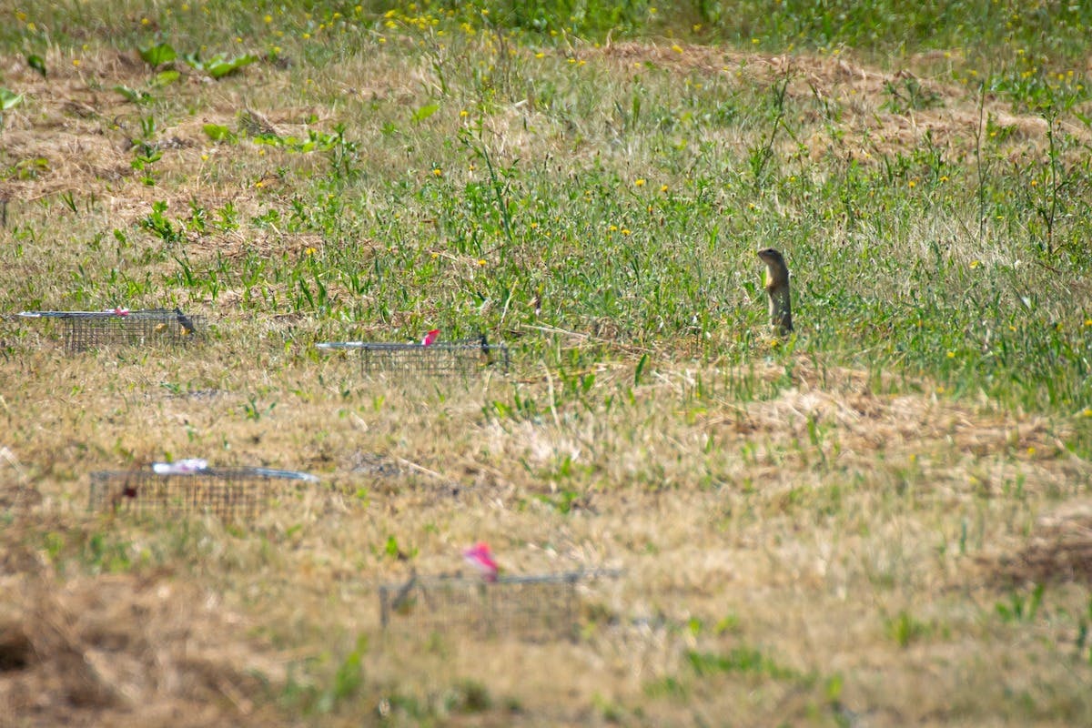 a ground squirrel standing on its hind legs in a field