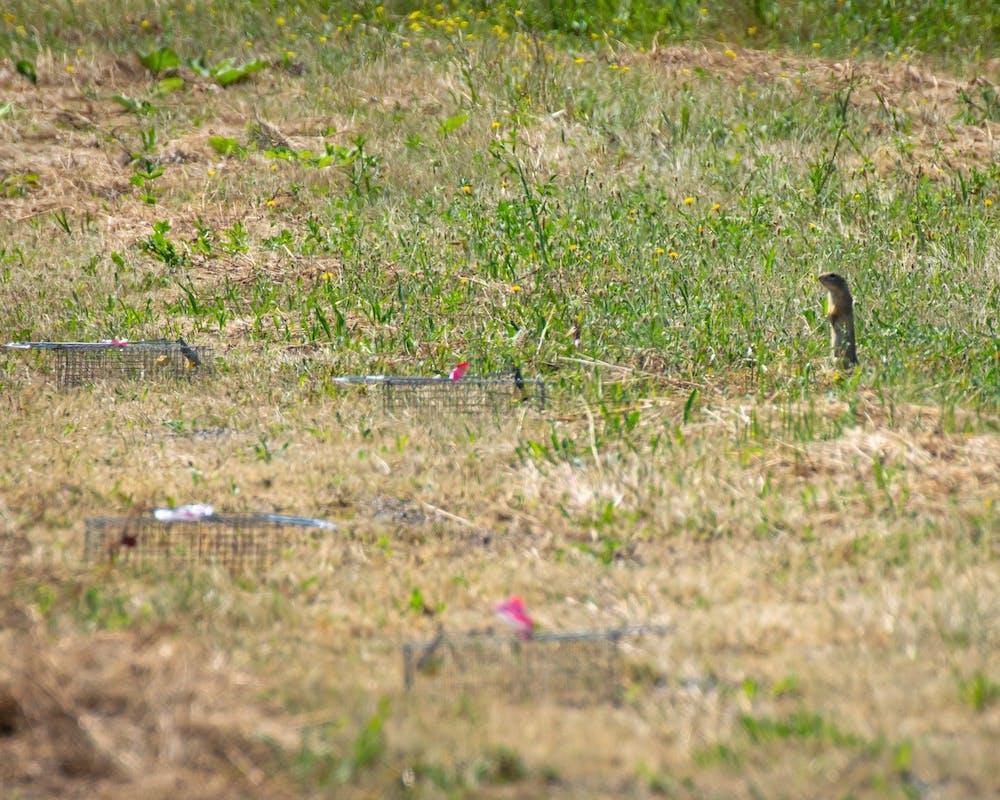 ground squirrel trapping