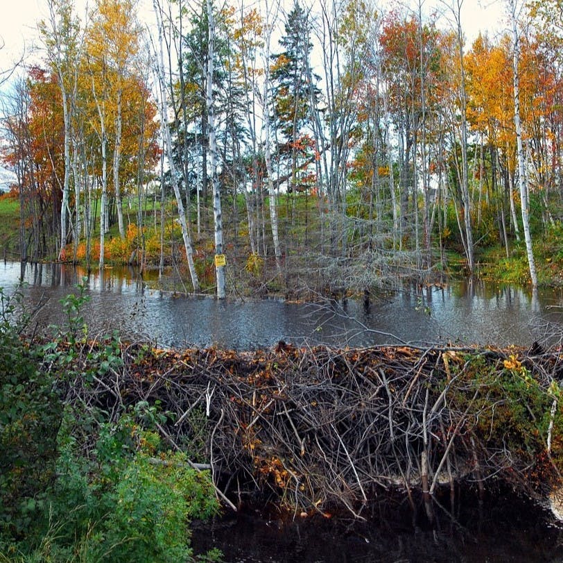a natural beaver dam
