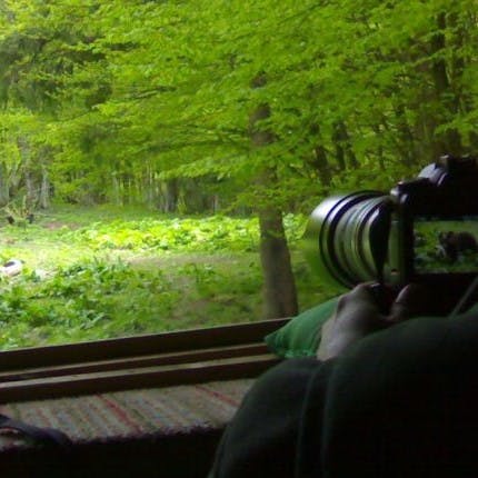 Somebody taking photos from a bear watching hide in Romania.