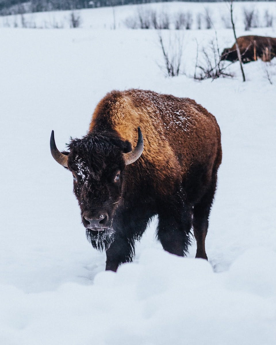 A North American bison stands in deep white snow. The North American bison declined to around 300 individuals after the arrival of European settlers