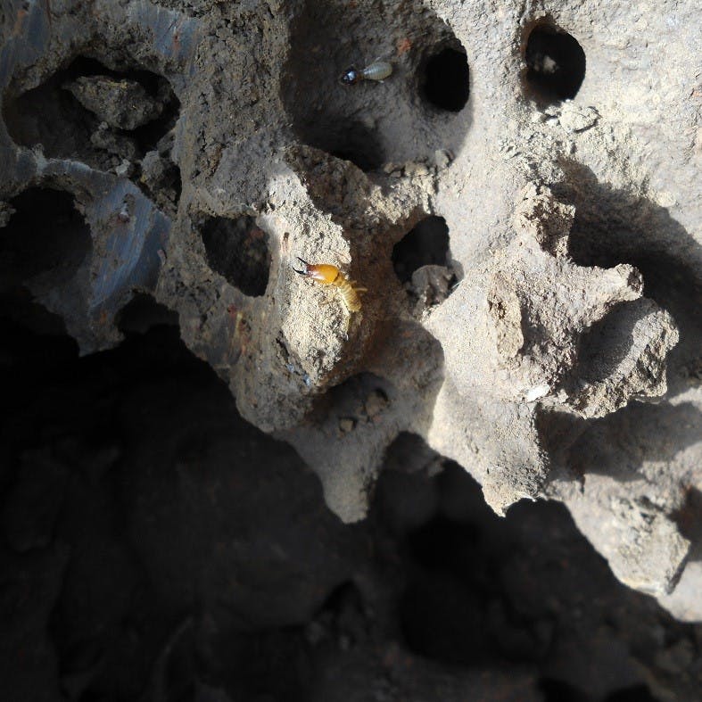 Termites crawl out of their mound.