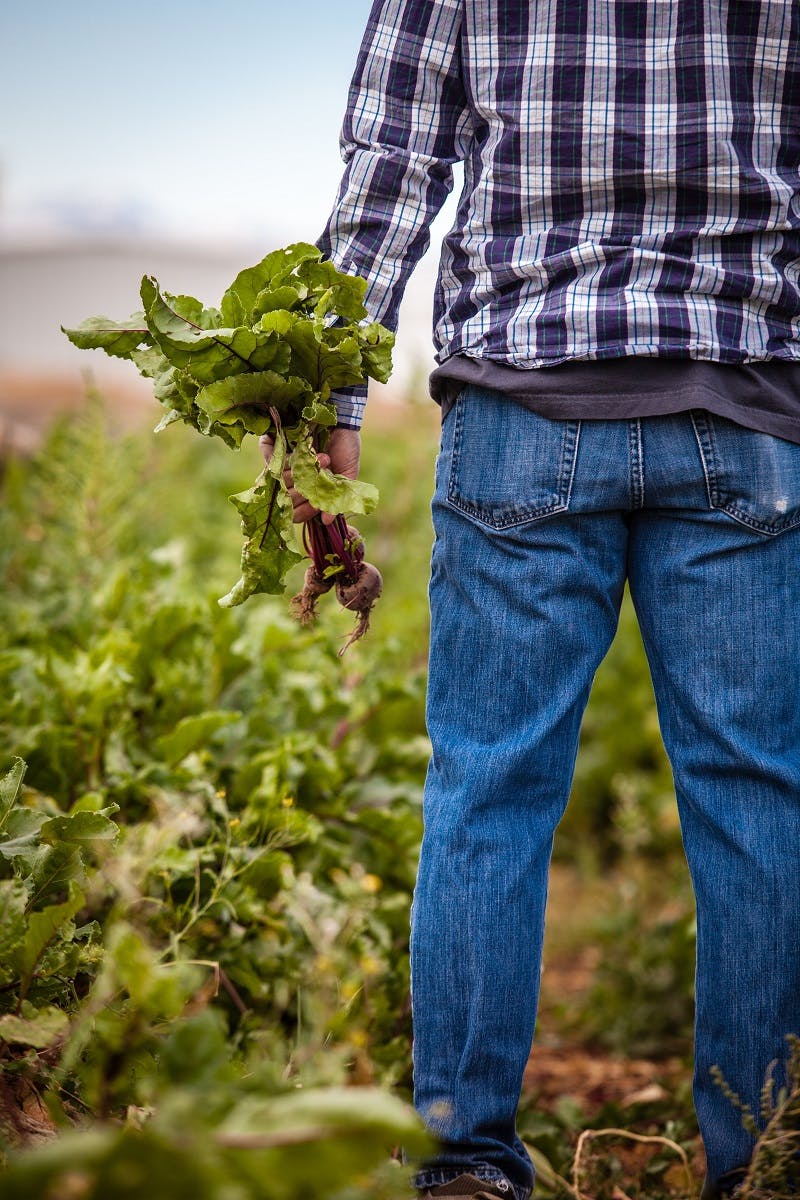 An organic farmer looking over his vegetable crop with three beetroots in his hand