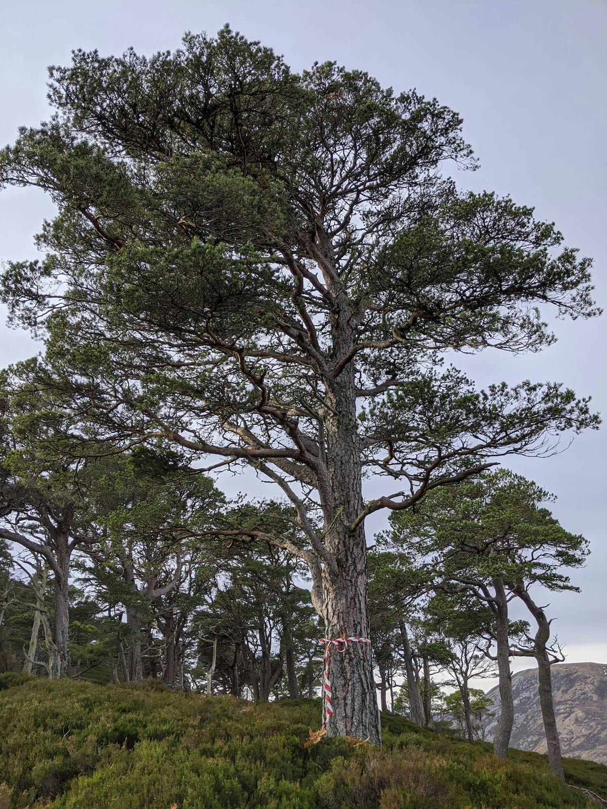A red and white tape wraps around a tall scots pine. This Scots pine was chosen as the site of the white-tailed eagle nest platform