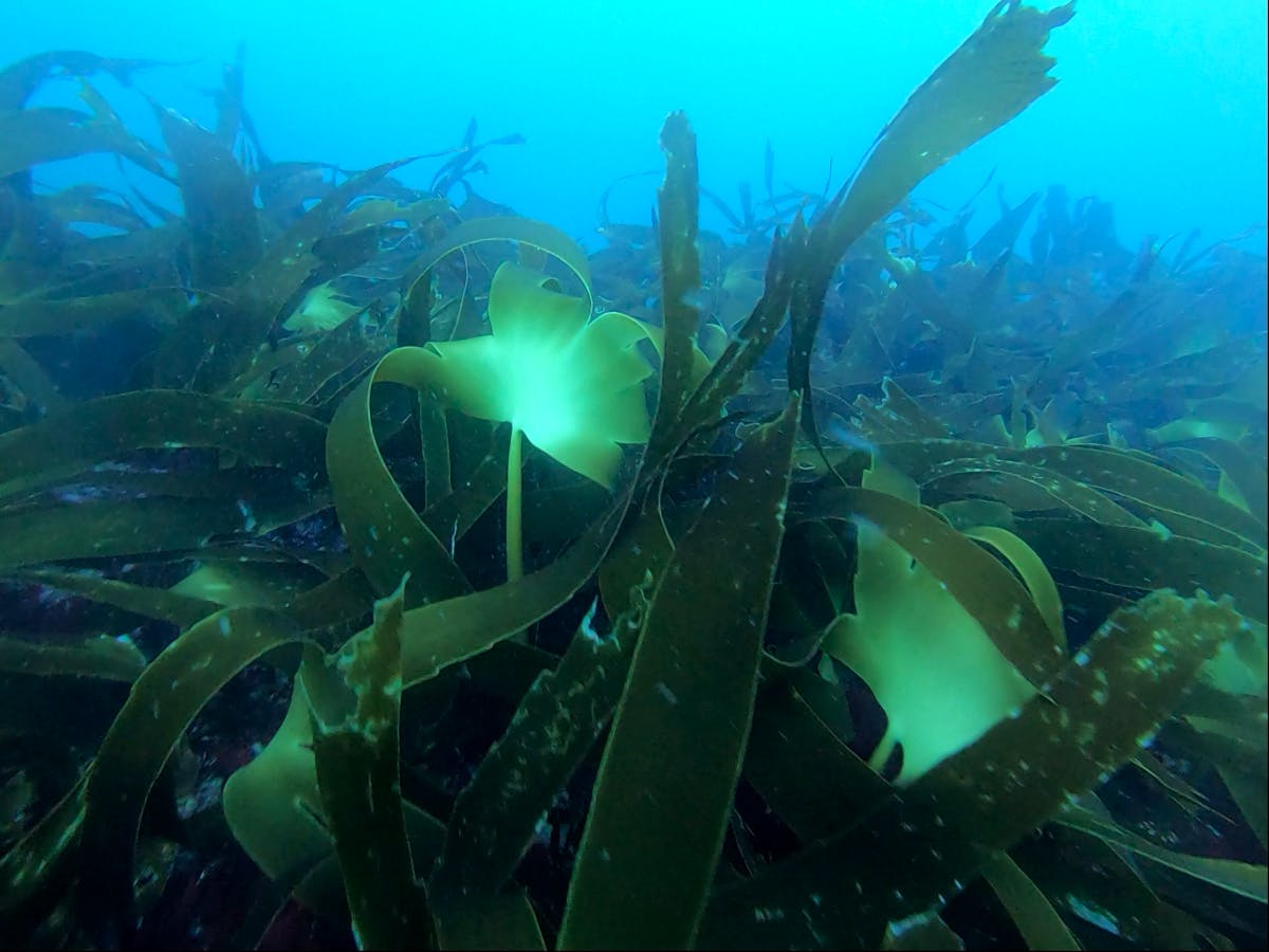 A healthy kelp forest on the coast of Portugal. Photo credit João Nuno Franco